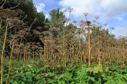 reuzenberenklauw nieuwsbrief stadsbos almeerderhout