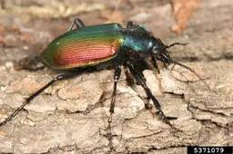calosoma sycophanta cyorgy csoka hungary forest wikipedia
