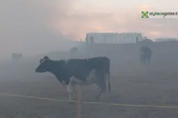 Revų kaime - vienas didžiausių gaisrų Alytaus rajone: degė ferma su gyvuliais (VIDEO. NUOTRAUKOS)