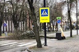 Bus tvarkomi Pulko g. šaligatviai, šalinami avariniai medžiai