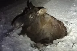 Sunkvežimio iš užsienio partrenktą, pasieniečių saugotą briedį teko nušauti