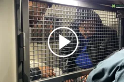 Bėgti per Dzūkiją mėginusius nelegalus išdavė ... stiprus parfumerijos kvapas