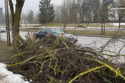 Savivaldybė įspėjo nupjautų šakų iš miesto gatvių neišvežančią įmonę