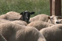 Ūkininkai galės prašyti paramos nuo vilkų saugantiems aptvarams įsigyti