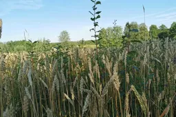 Vietoje išskirtinai gero derliaus – daugiau žemesnės klasės grūdų dėl gausių liūčių