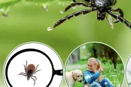 Bunda gamta – bunda erkės