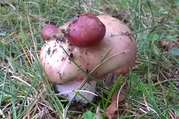 Ką daryti pajutus apsinuodijimą grybais?