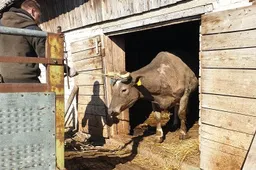 Rajono ūkininkams teks užmigdyti šimtus dioksinais užterštų augintinių