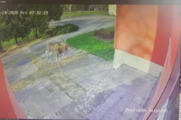 Briedis užsuko į gamtai draugiškiausią mokyklą