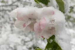 Gegužės 12-osios sniegas Dzūkijoje