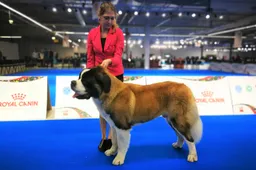 Alytaus šunų mylėtojų klubas „Canis“ pelnė „Euro dog show“ įvertinimus