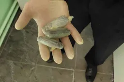 Telefonus ir narkotikus iš nuteistųjų Alytuje išgavo su medikų pagalba