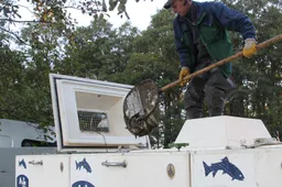 Alovės, Neveiglo ir Veisiejo ežerai įžuvinti lydekomis