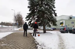 Alytaus mieste genimi kelio ženklus ir gatvių apšvietimą dengiantys medžiai