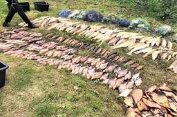 Brakonierių tinkluose Dauguose spurdėjo šimtai karšių ir starkių, dešimtys linų, lydekos, karosai ir ešeriai