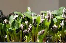 Pasigaminkime gyvo maisto: nuo saulėgrąžų sėklų iki daigelių ir salotų