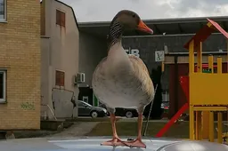 Gamtininkas apie paukštį ant automobilių Alytaus kiemuose: „Niekada nebuvau jo aptikęs mieste“