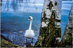 Specialistai įspėja: paukščių gripo atmaina užsikrečia ne tik sparnuočiai