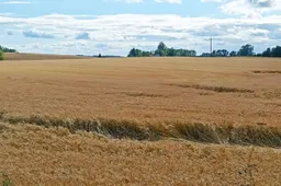 Saugi javapjūtė: perspėja žemdirbius atidžiau tikrinti naudojamą techniką