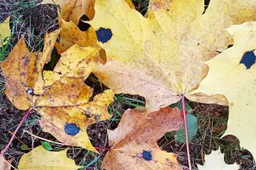 Šį rudenį stebimas ypatingas lapų dėmėtligės pagausėjimas