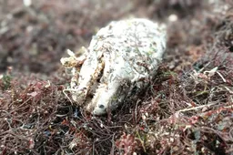 Iš kur žuvys gauna „Ibuprofeno“?