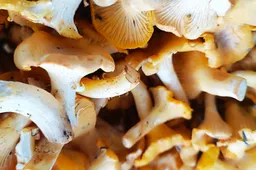 Kiek kainuoja lietuviškos voveruškos?