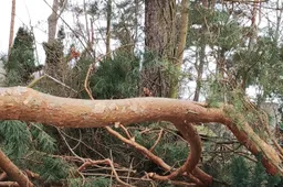 Elektros laidus plėšo nuo stipraus vėjo ir snygio lūžtantys medžiai