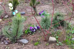 Prie Alytaus atsiras pirmosios legalios gyvūnų kapinės