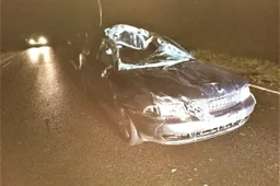 Alytiškiai susidūrė su arkliu – vairuotojui prireikė Kauno klinikų medikų pagalbos