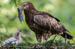 Alytuje – knygos ir filmo apie laukinę gamtą pristatymas