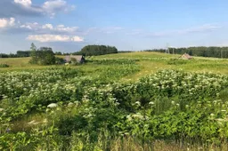 Sosnovskio barštis pastebėtas seniūnijose