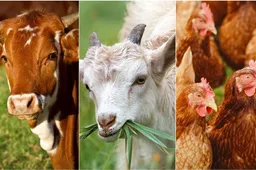 Kompensacijos ūkininkams – iki gegužės