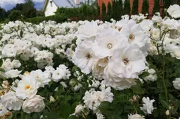 Pasaulio alytiškių alėja – gyva, o rožės vėl žydės