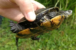 Iki Žuvinto vėžlė atkeliavo 25 kilometrus?