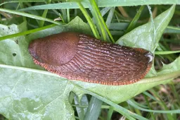 Ispaninis arionas. Kaip kovoti su invaziniu kenkėju?