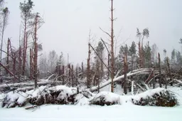 Savininkai kviečiami apžiūrėti miškus