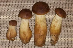 Amerikoniškų baravykų rūšis Lietuvoje aptinkama vis dažniau