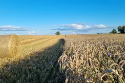 Iššūkis derlių skaičiuojantiems Alytaus rajono ūkininkams – mažos supirkimo kainos