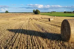 Alytaus rajono ūkininkai skaičiuoja derlių: šiemet šykšti ir gamta, ir kainos