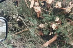 Įstatymus gerbiantis pilėnas pasikarščiavo?