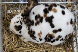 Savo šeimininkus triušiai pažįsta iš kvapo