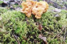 Klimato kaita keičia Lietuvos mišką: žiemą dygsta grybai, bunda barsukai, atklysta šakalai