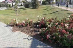 Vagiamiausios gėlės Alytuje - ne baltosios rožės