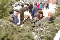Alytiškiai graibstė nemokamai dalintas eglių šakas