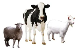 Ūkininkai bėdoje nebus palikti