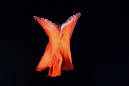 Alytaus šventinės eglutės puošėjos menai sulaukė ypatingo susidomėjimo