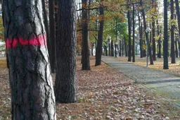 Alytaus miesto sode bus kertami medžiai