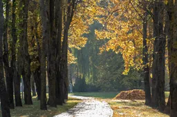 Dzūkijos sostinėje surinkta ir išvežta beveik pusė tūkstančio tonų lapų