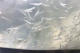 Neužmirškite įsigyti žvejybos leidimo: Alytaus rajone bus galima pagauti ir lašišinių žuvų