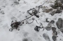 Patyrusiam medžiotojui – bauda už neteisėtai sugautus bebrus ir mangutą